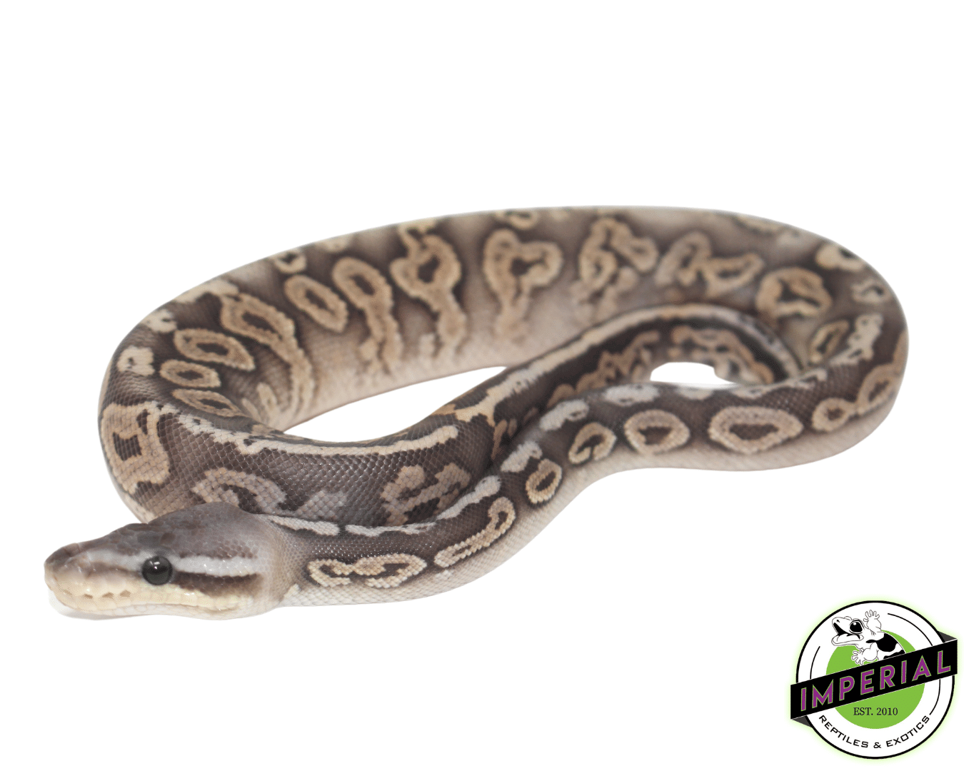 Pewter Ghost Ball Python — image 3