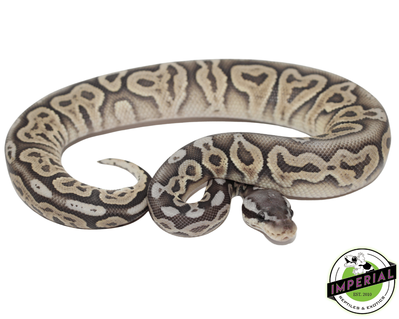 Pewter Ghost Ball Python