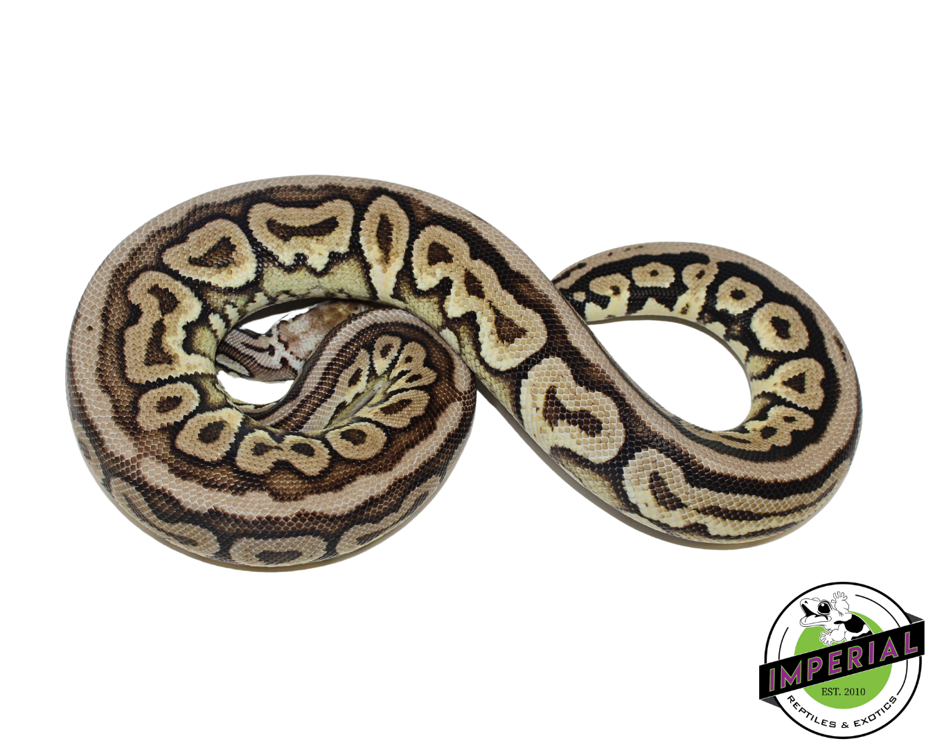 Pewter Spotnose Ball Python Female (#112624-07)