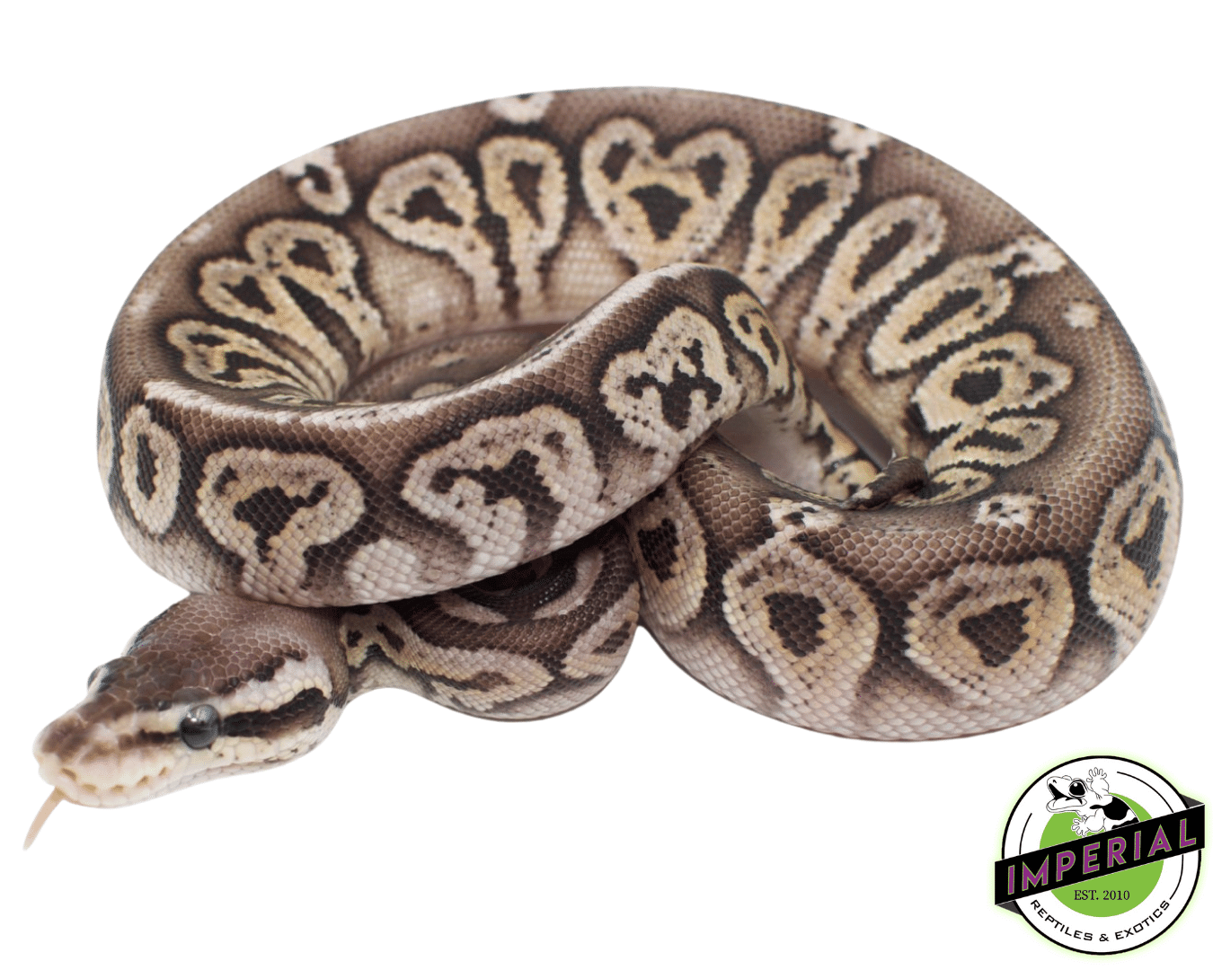 Pewter Vanilla Ball Python