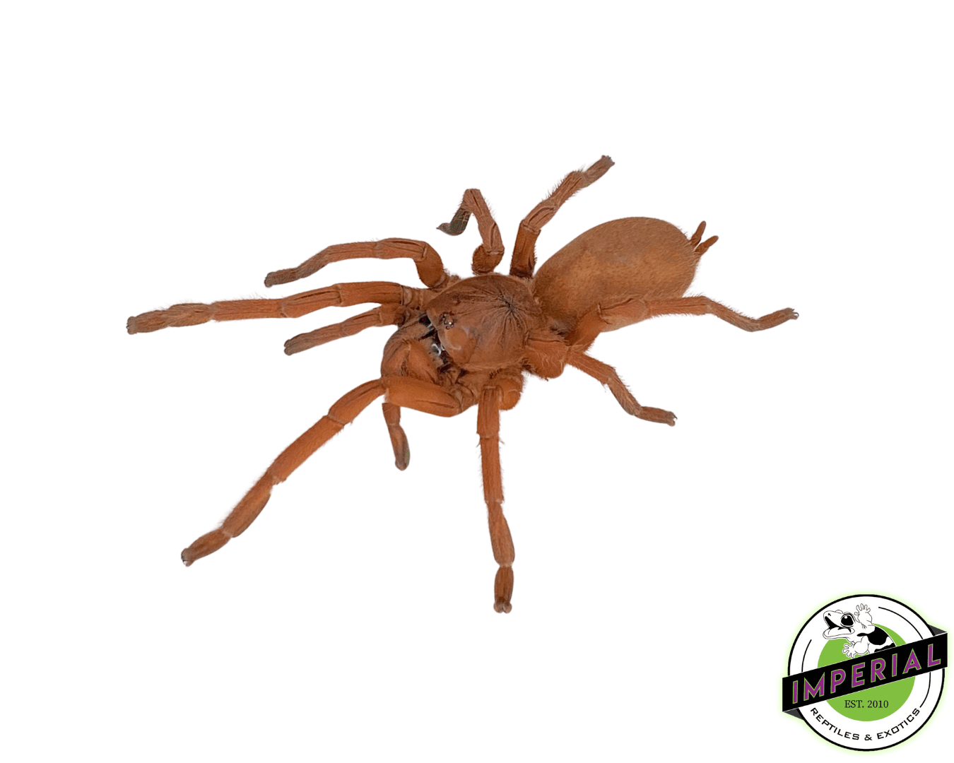 Philippine Tangerine Tarantula (Orphnaecus philippinus)