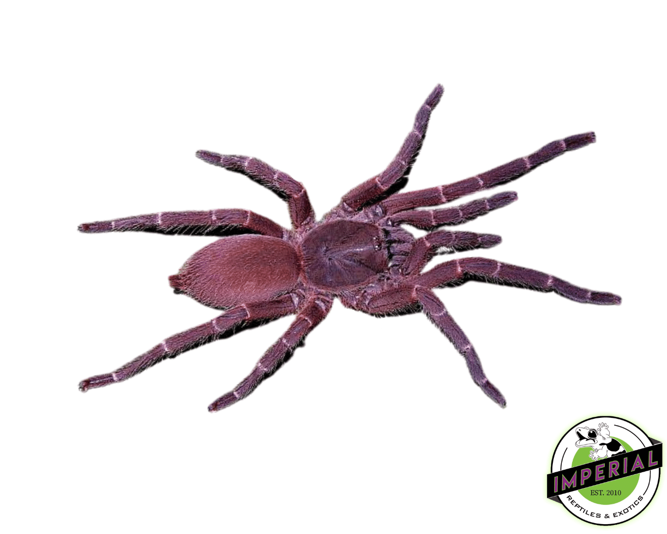 Phlogiellus obscurus (ex. Selenocosmia obscura) Adult Female