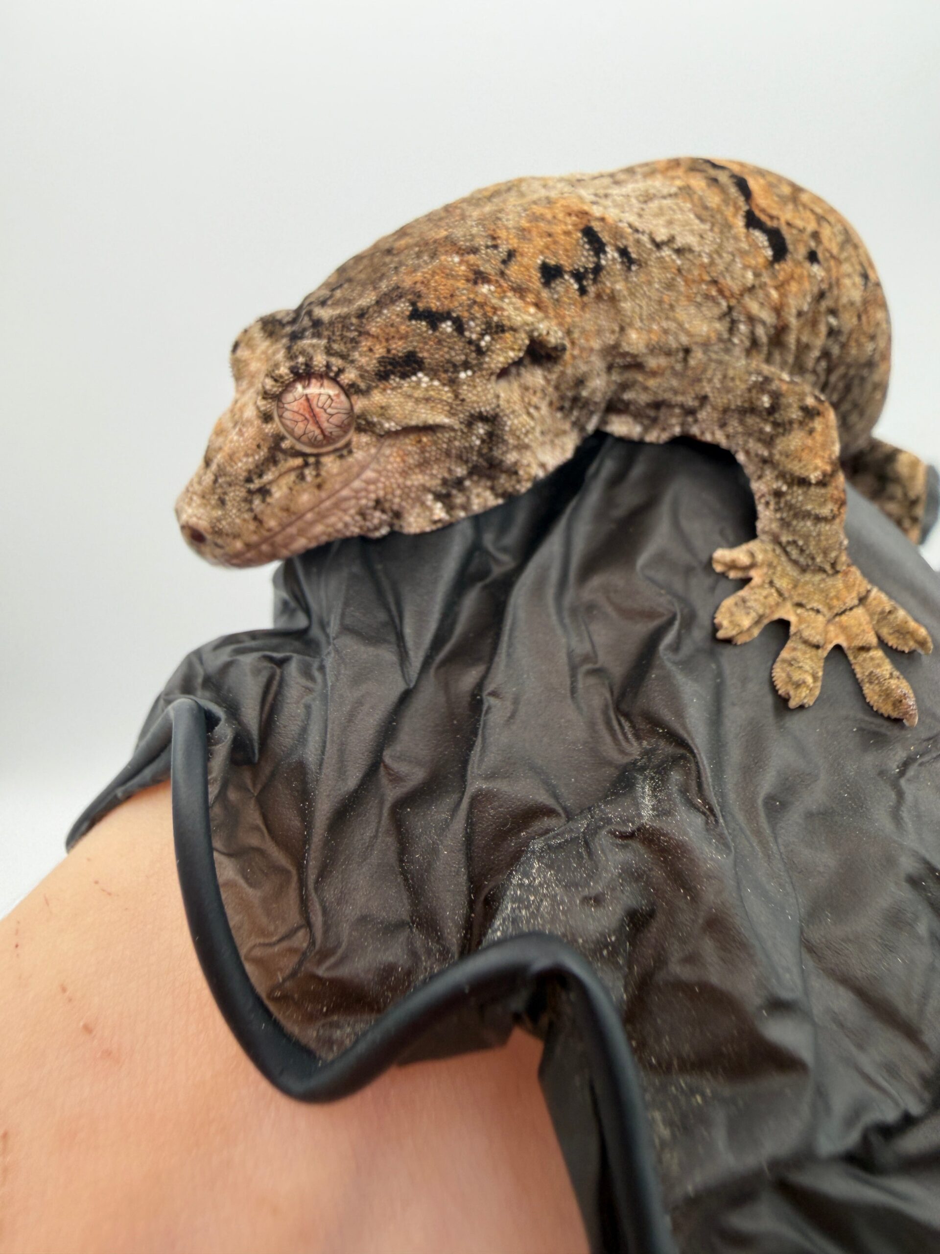 PI Chahoua Gecko #111825-08 — image 3