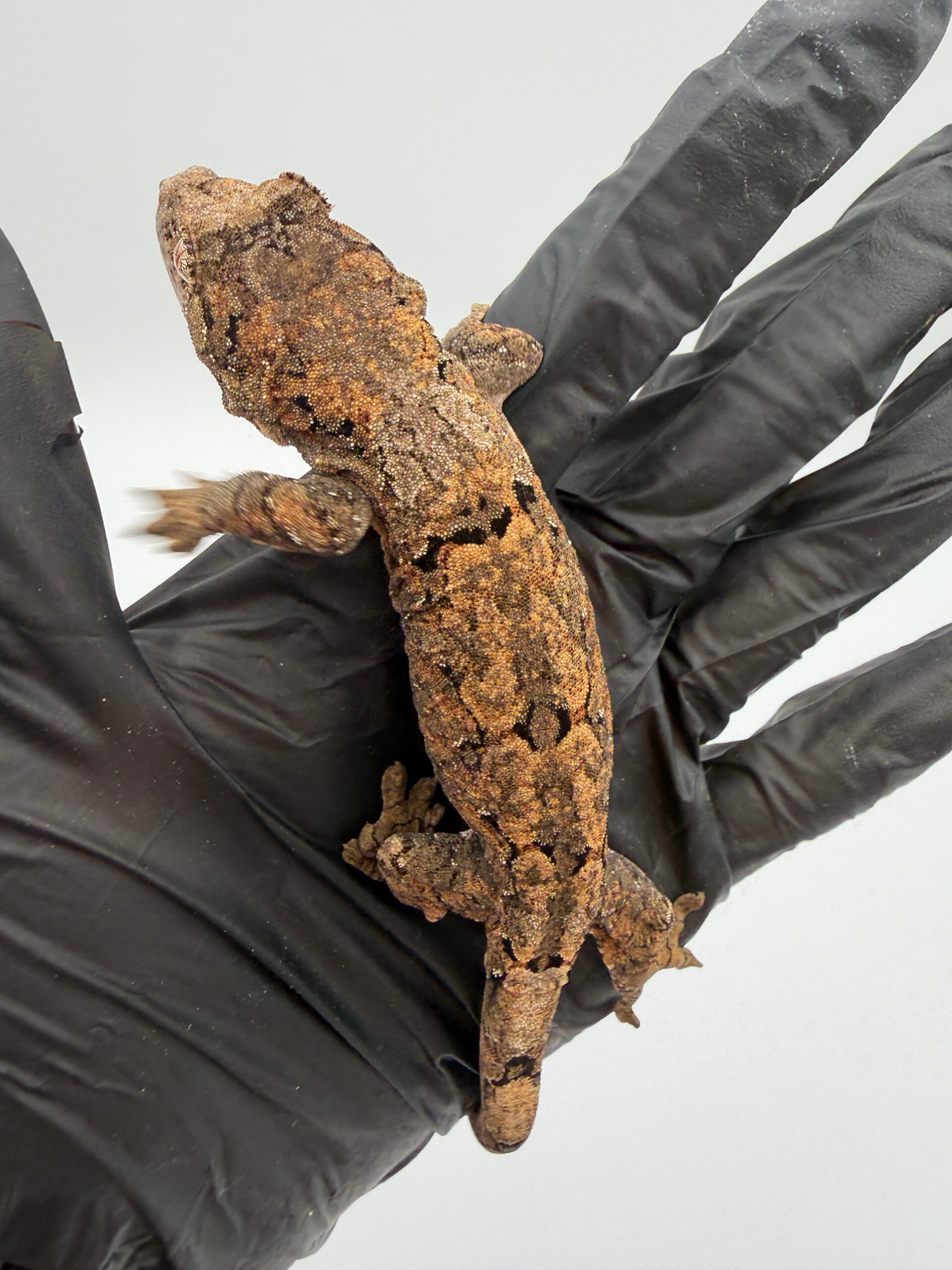 PI Chahoua Gecko #111825-08 — image 2