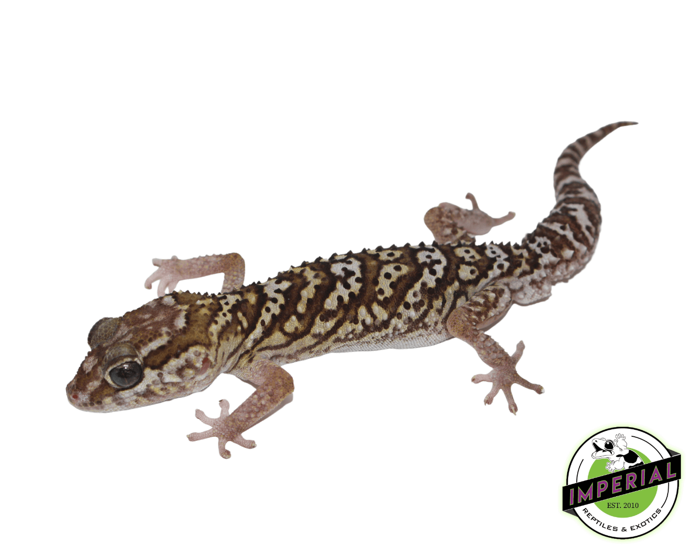 Pictus Gecko Adult — image 2