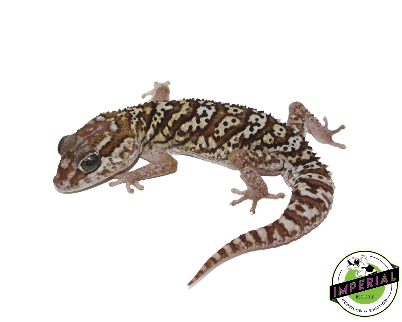 Pictus Gecko Adult