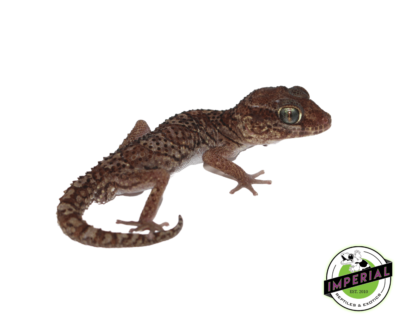 Pictus Gecko Baby