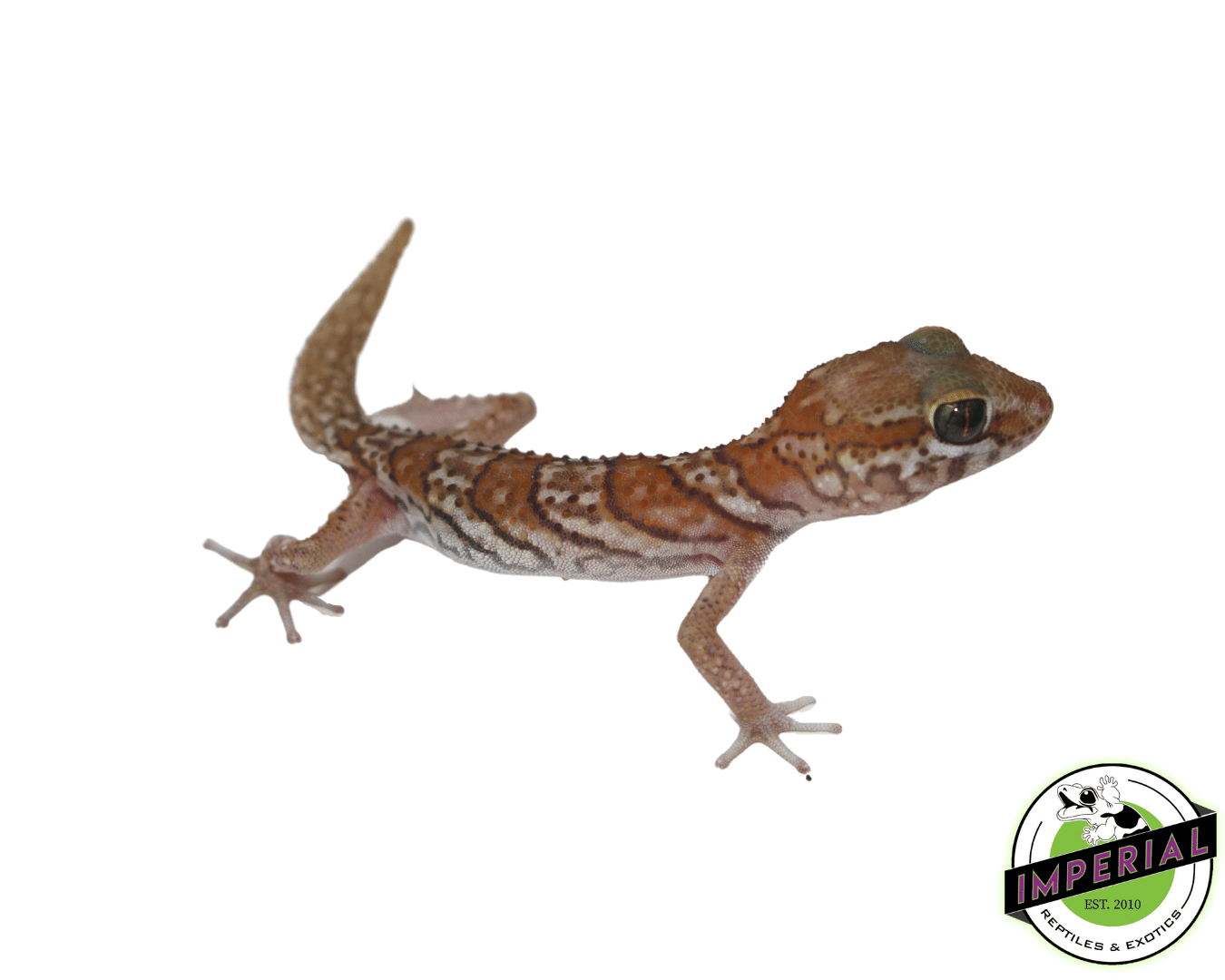 Pictus Gecko Baby — image 2