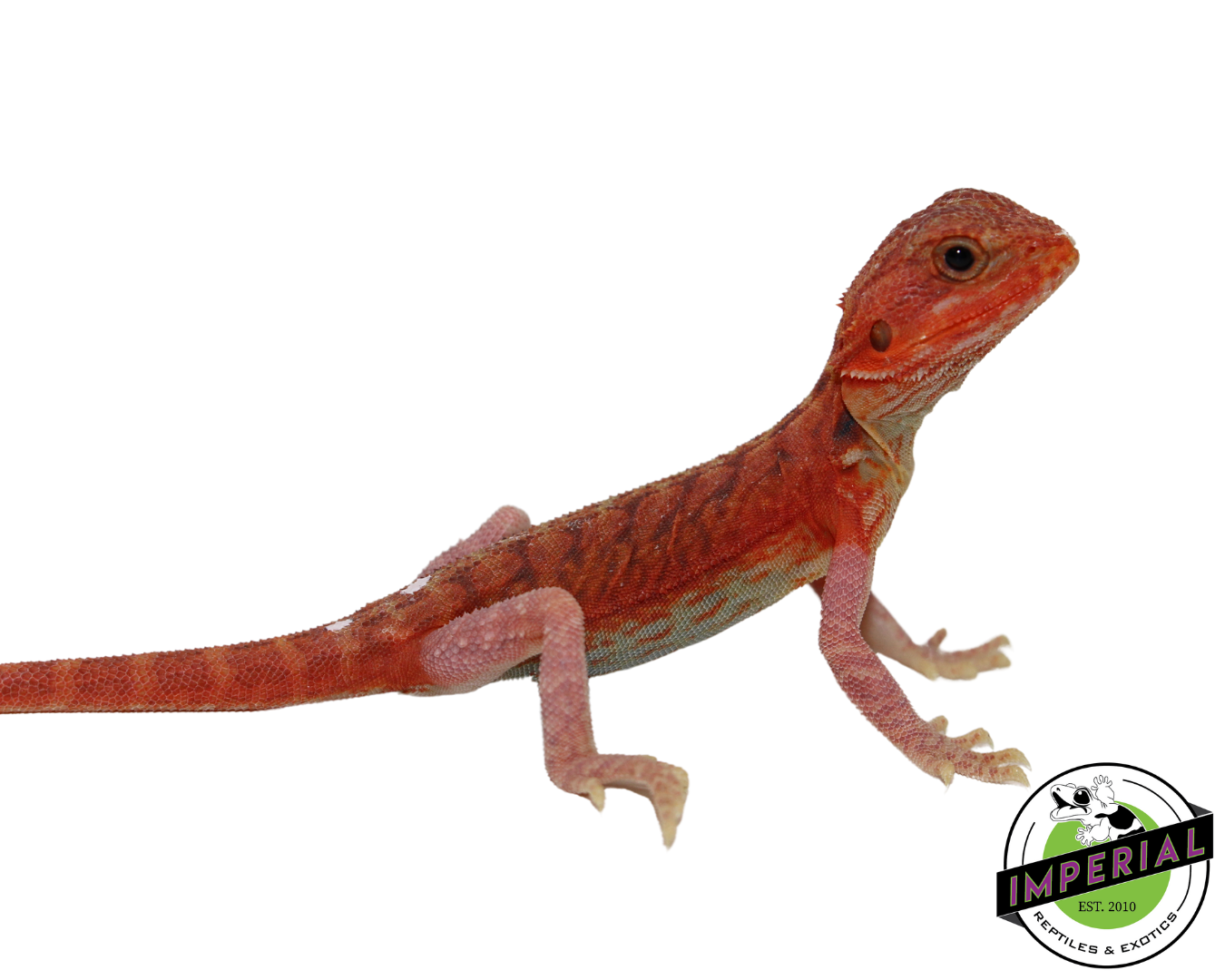 "Pimiento" Extreme Red Hypo Translucent Leatherback Bearded Dragon Female (#111424-08)