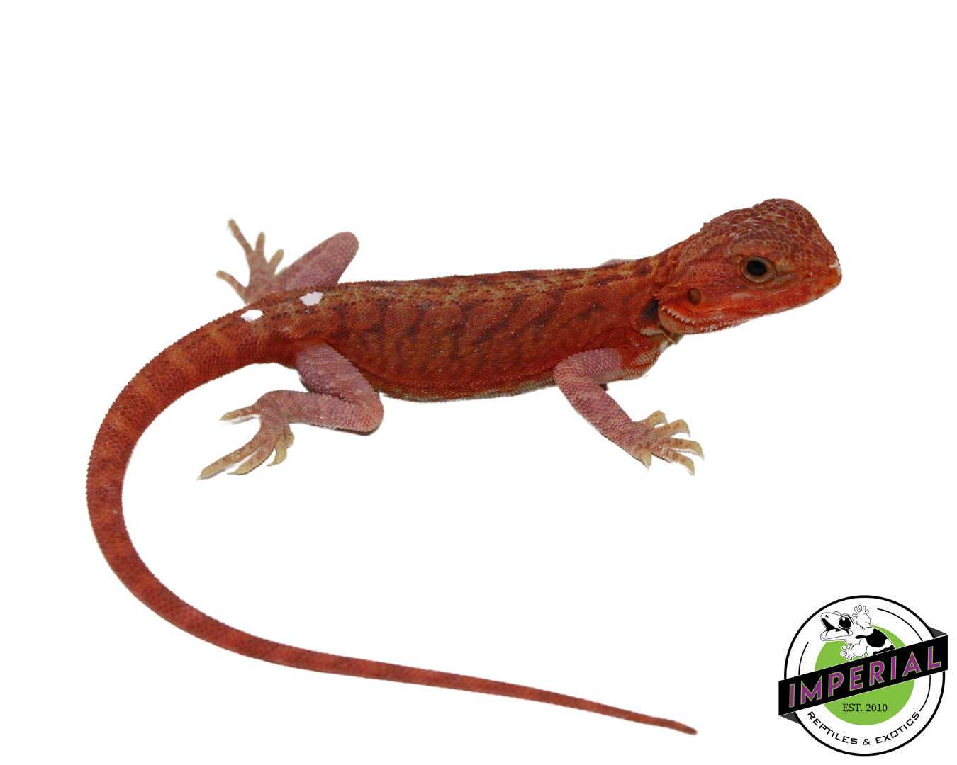 "Pimiento" Extreme Red Hypo Translucent Leatherback Bearded Dragon Female (#111424-08) — image 2