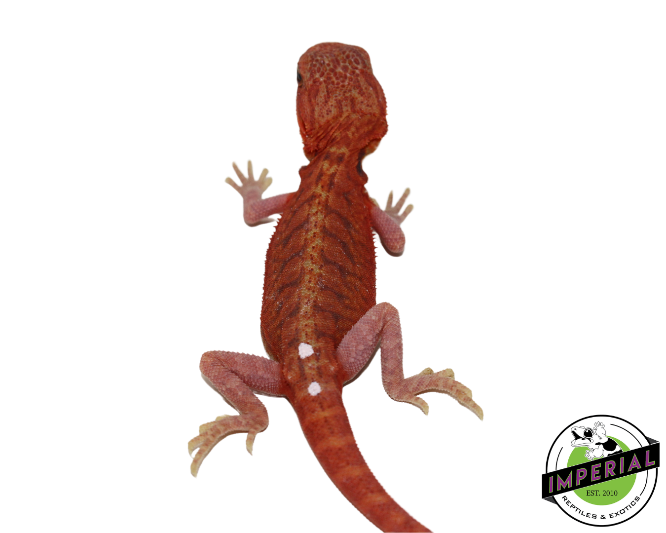 "Pimiento" Extreme Red Hypo Translucent Leatherback Bearded Dragon Female (#111424-08) — image 3