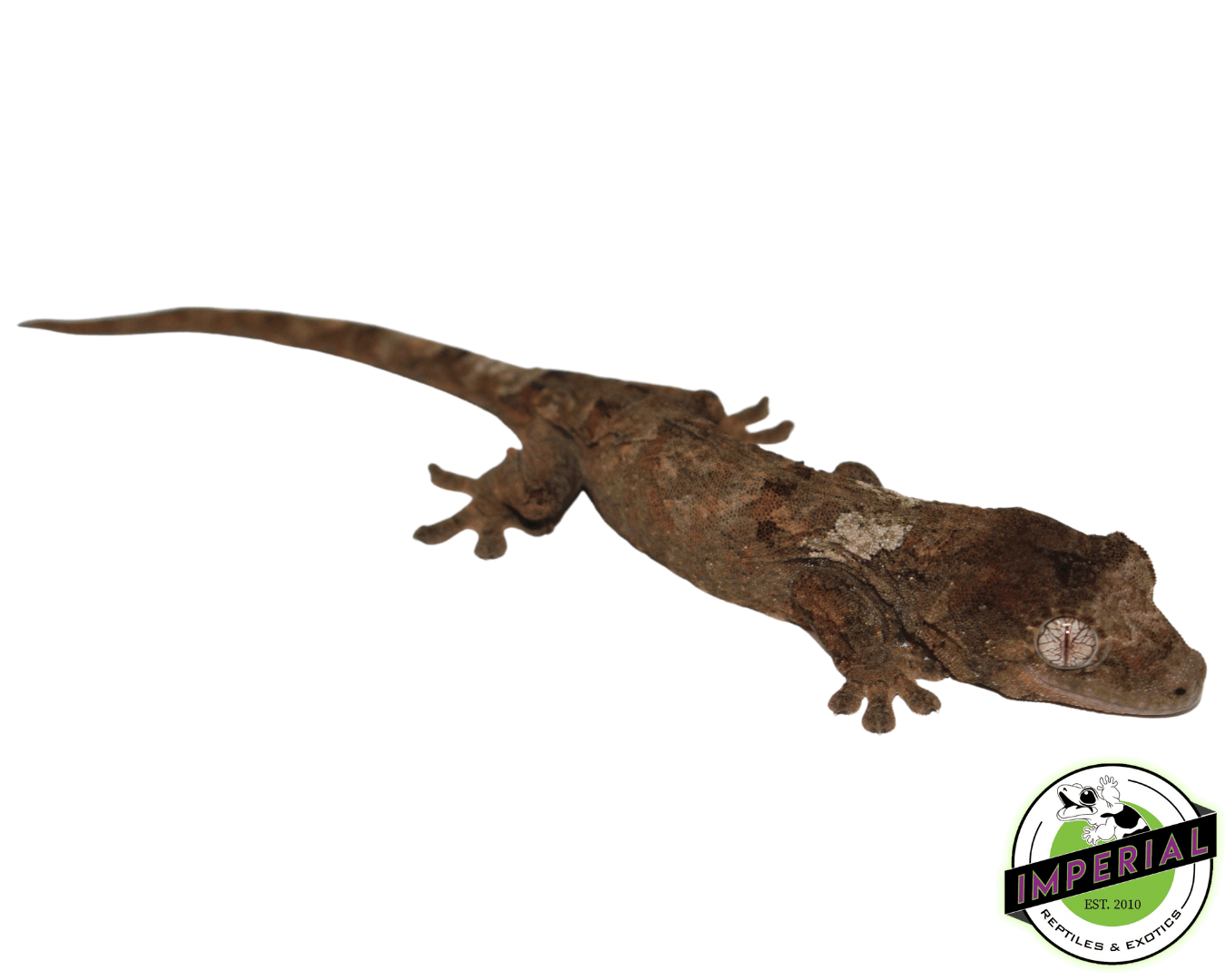 Pine Island Chahoua Gecko