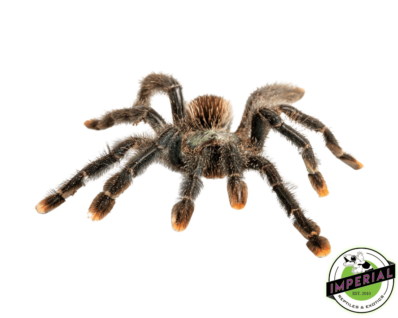 Pink Toe Tarantula (Avicularia avicularia)
