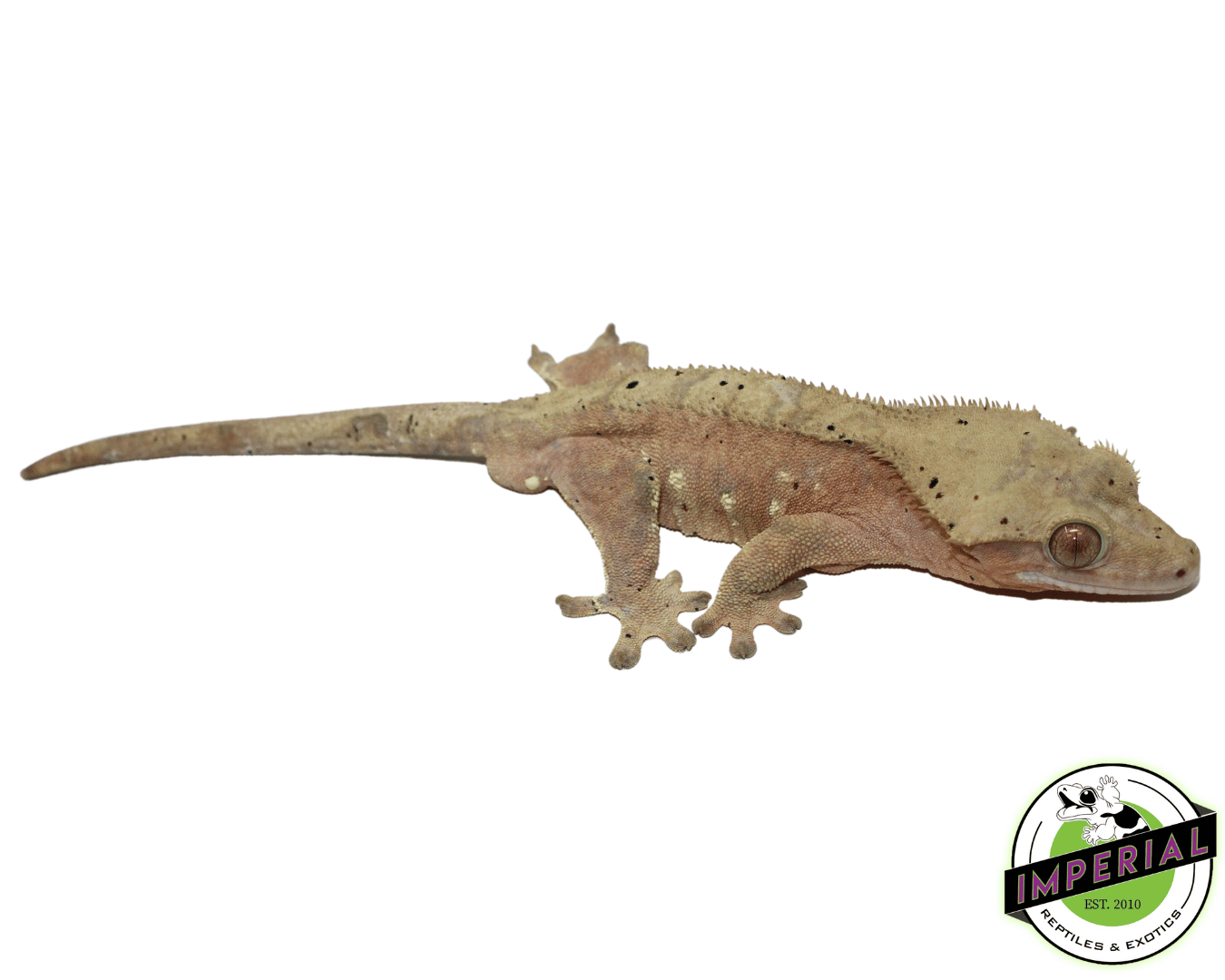 Pink & Yellow Bi-Color Crested Gecko Adult Male (#101223-I21) — image 2