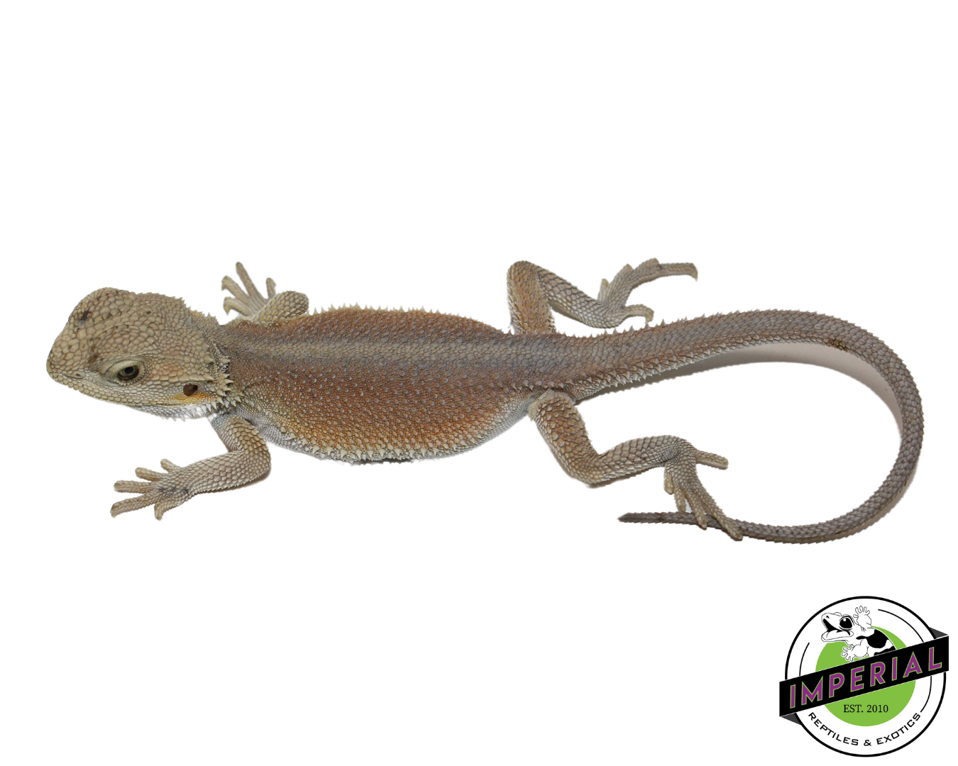 "Pinky" Hypo Witblit Bearded Dragon Female (#111424-03)