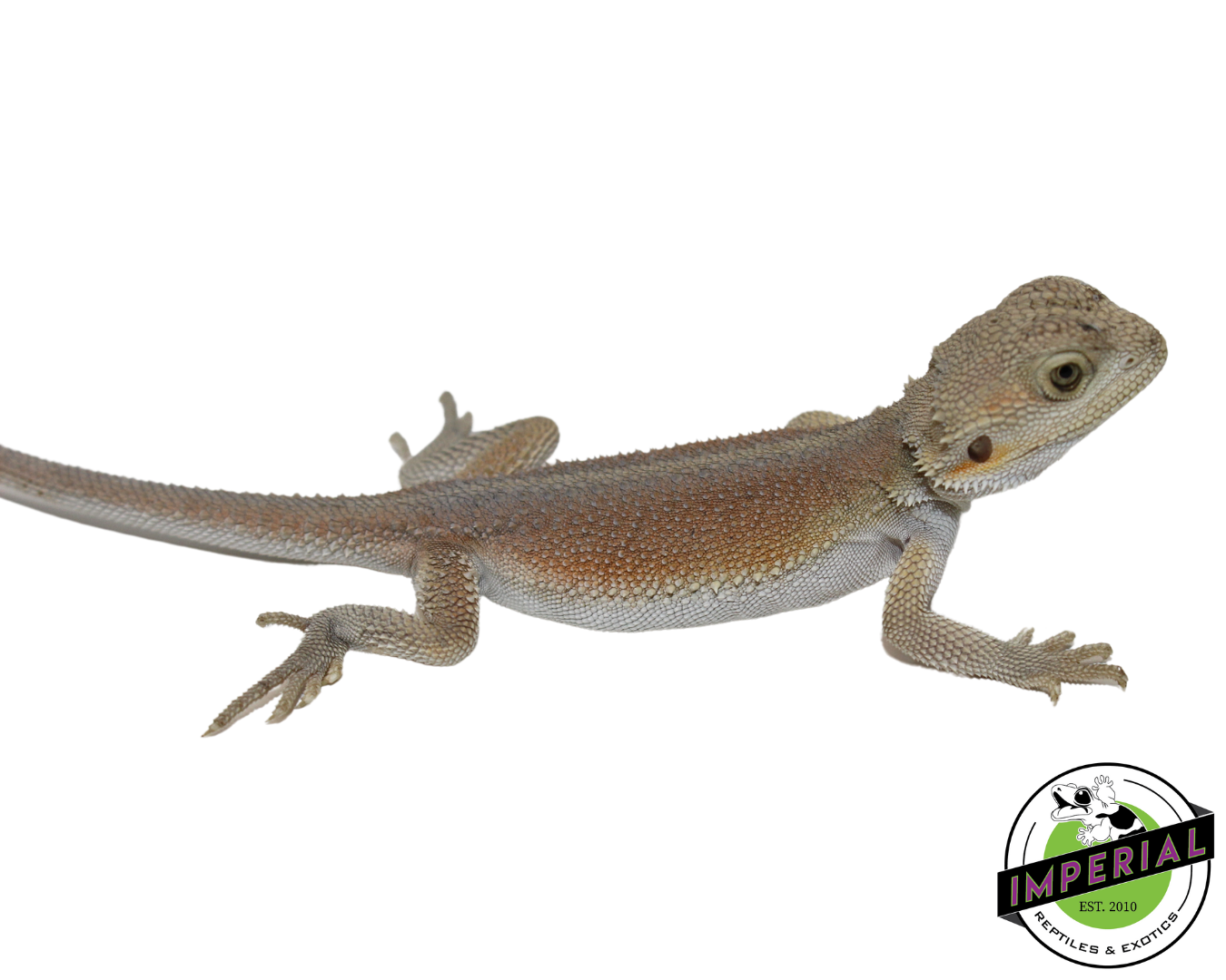 "Pinky" Hypo Witblit Bearded Dragon Female (#111424-03) — image 2