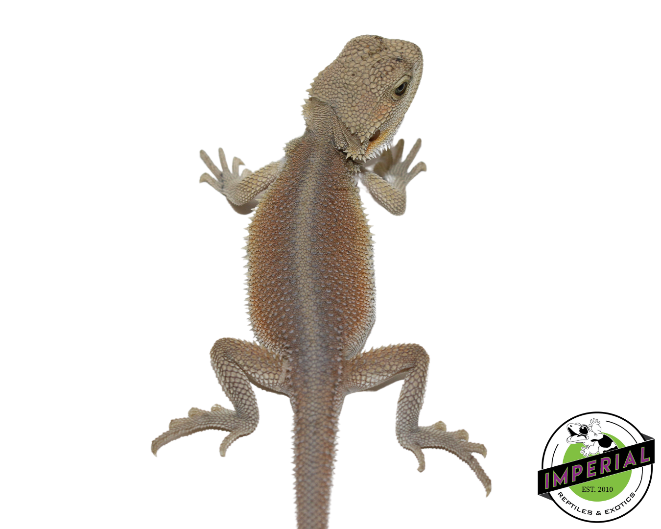 "Pinky" Hypo Witblit Bearded Dragon Female (#111424-03) — image 3