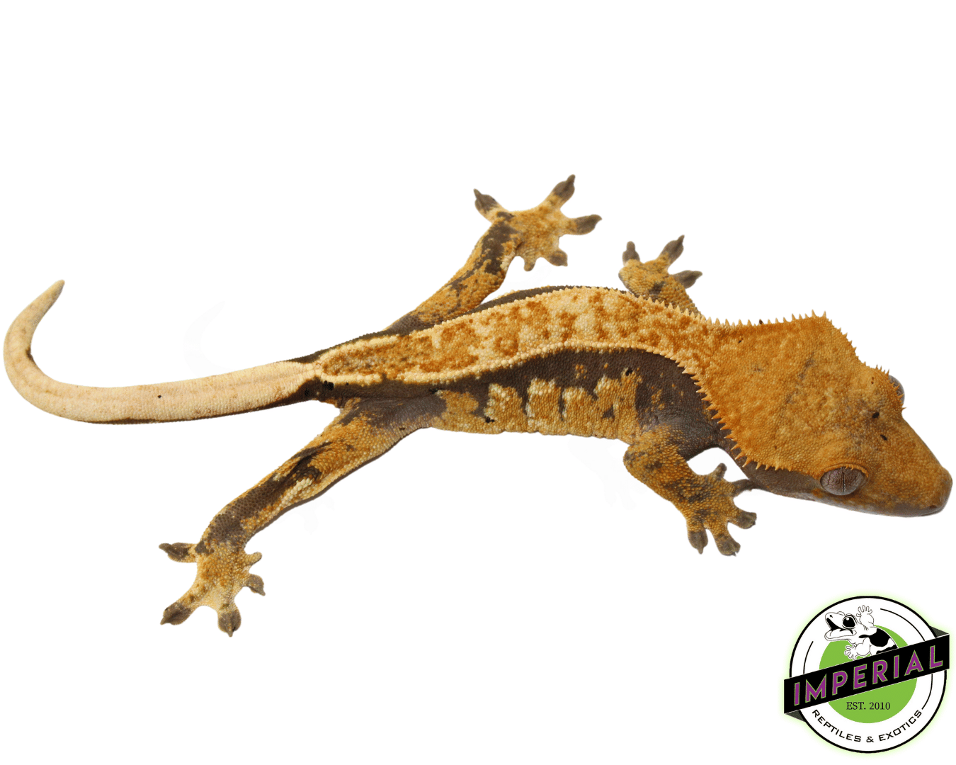 Pinstripe 90% Lavender w/ Dal Spots Crested Gecko pos. Female (#101223-I5) — image 2