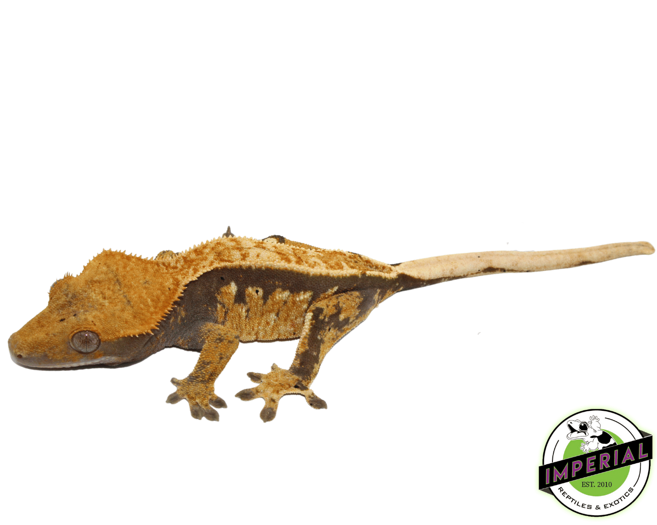 Pinstripe 90% Lavender w/ Dal Spots Crested Gecko pos. Female (#101223-I5)
