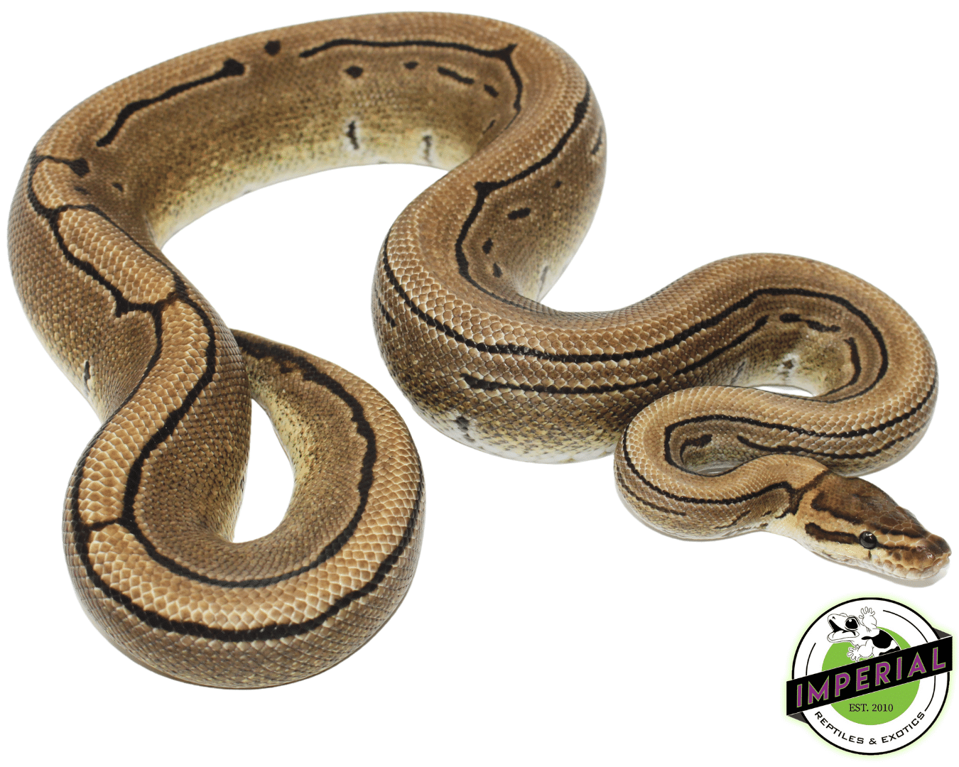 Pinstripe Ball Python Adult — image 3