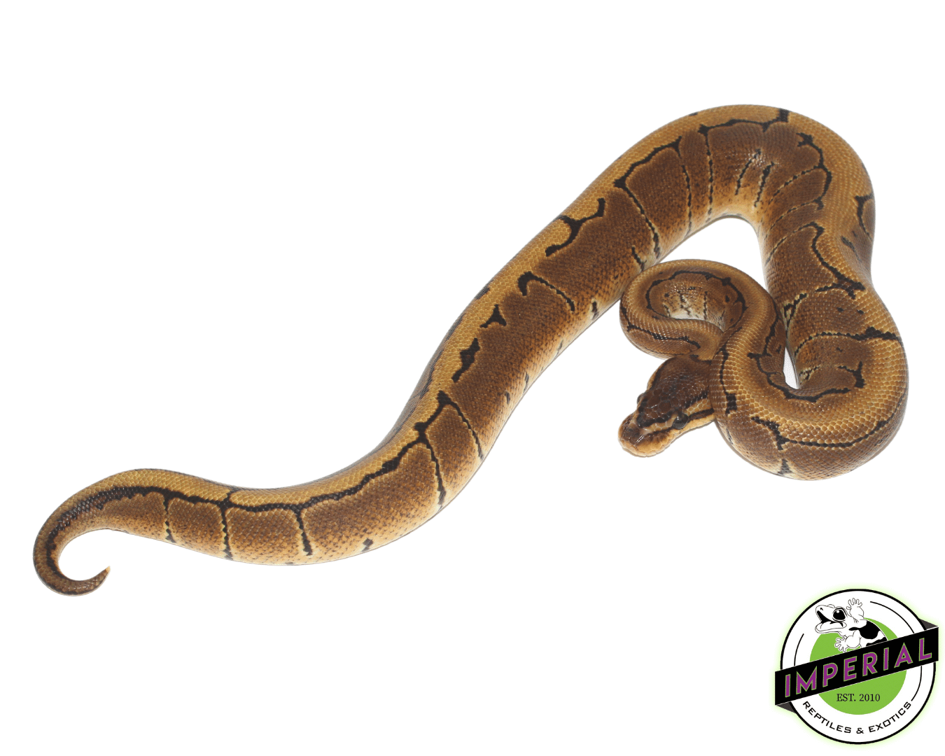 Pinstripe Ball Python Adult — image 2