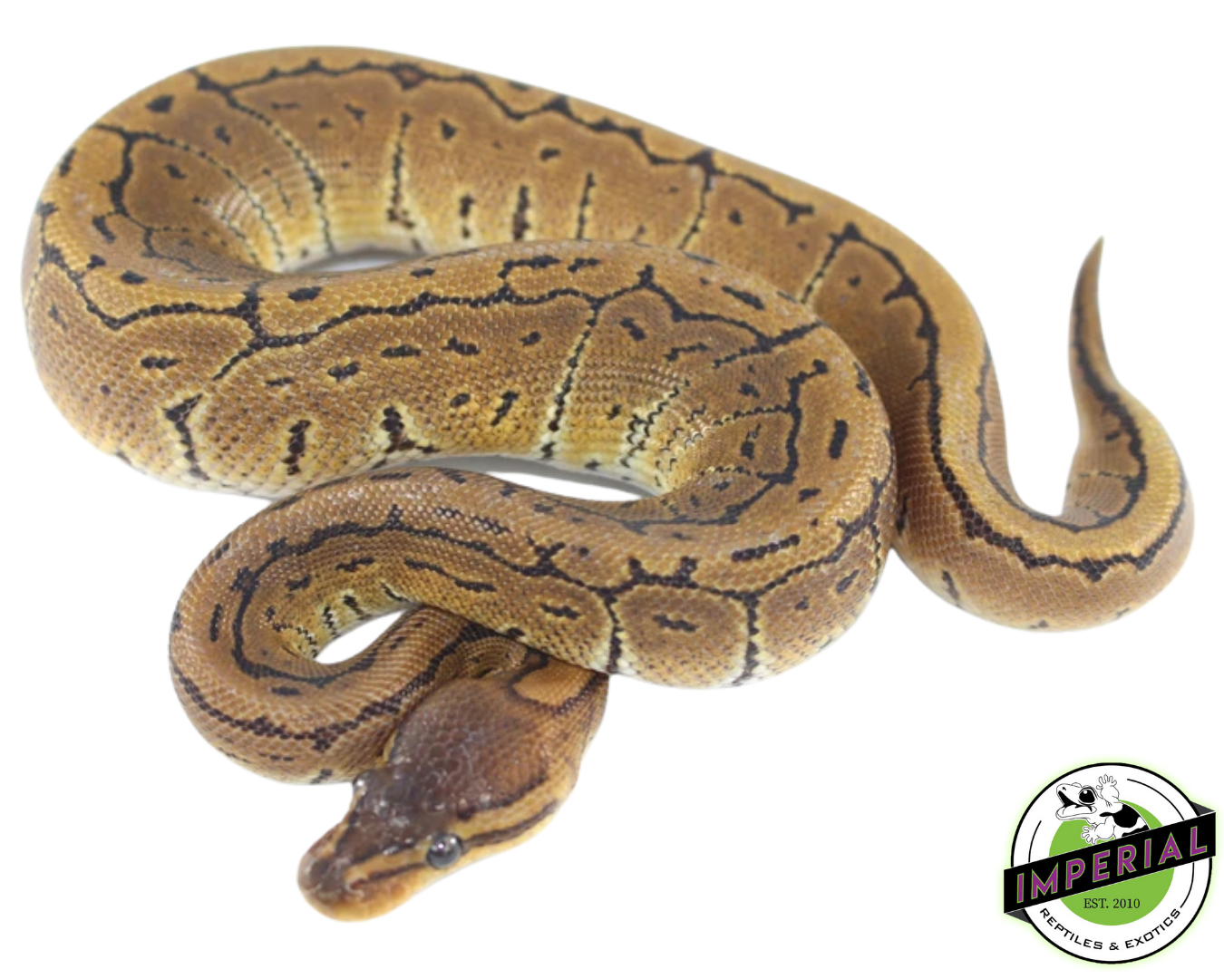 Pinstripe Ball Python — image 2