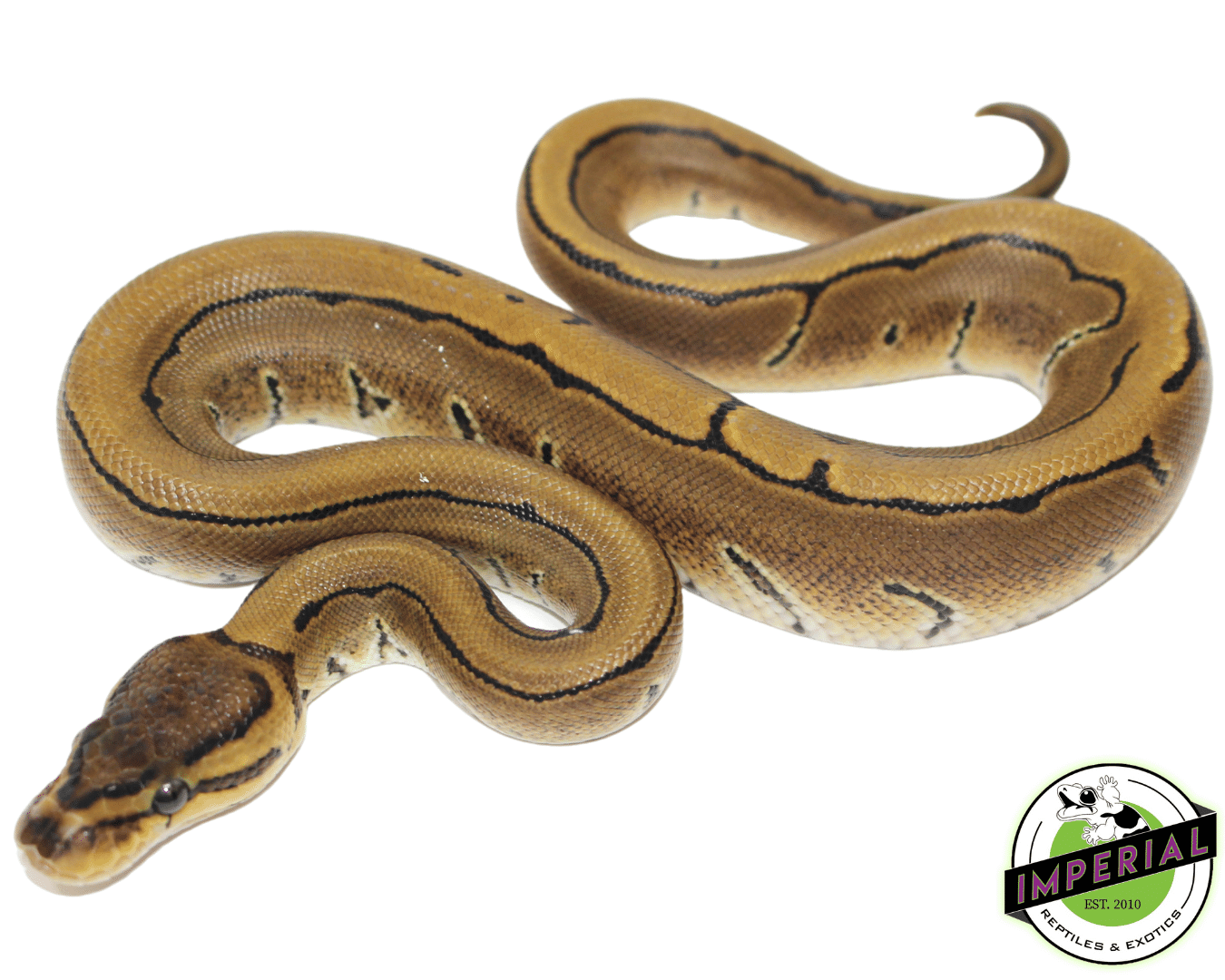 Pinstripe Ball Python — image 3