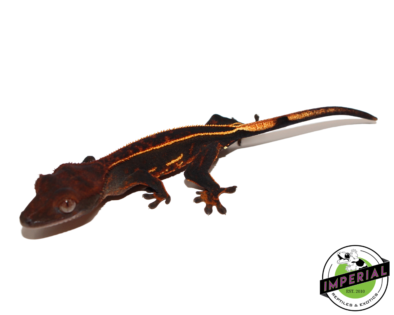 Pinstripe Crested Gecko (#112524-15)