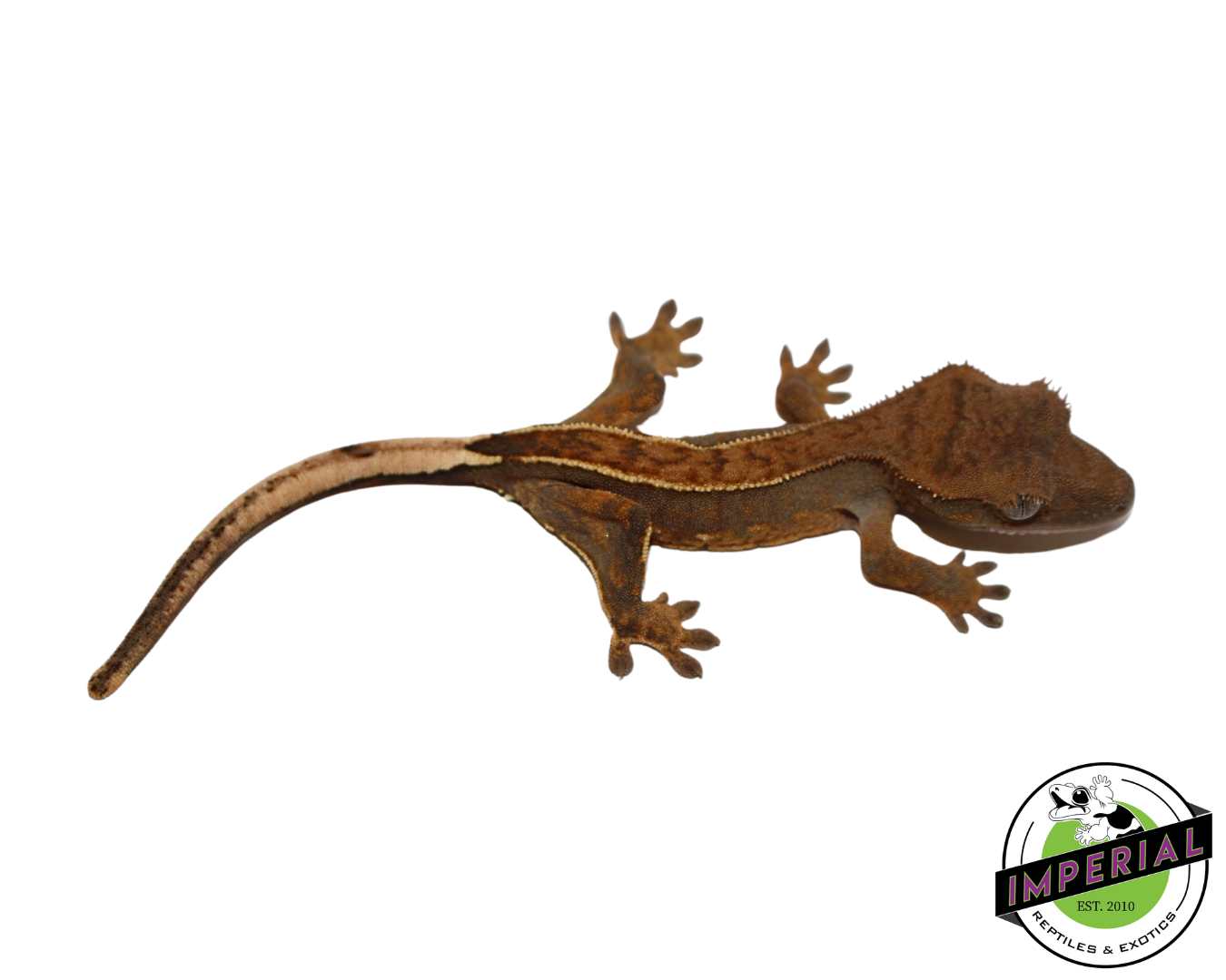 Pinstripe Crested Gecko (#112524-16)