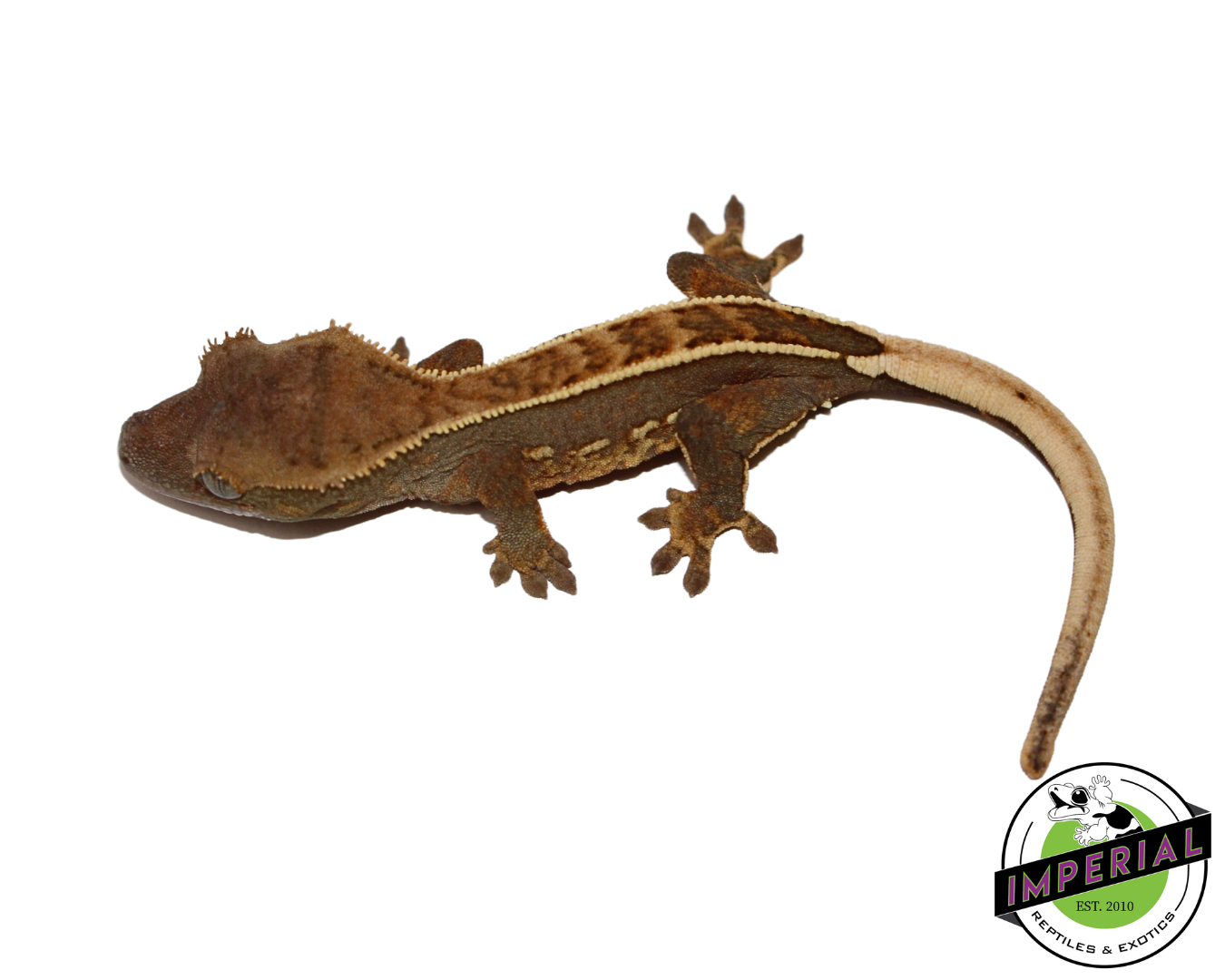 Pinstripe Crested Gecko (#112524-17)