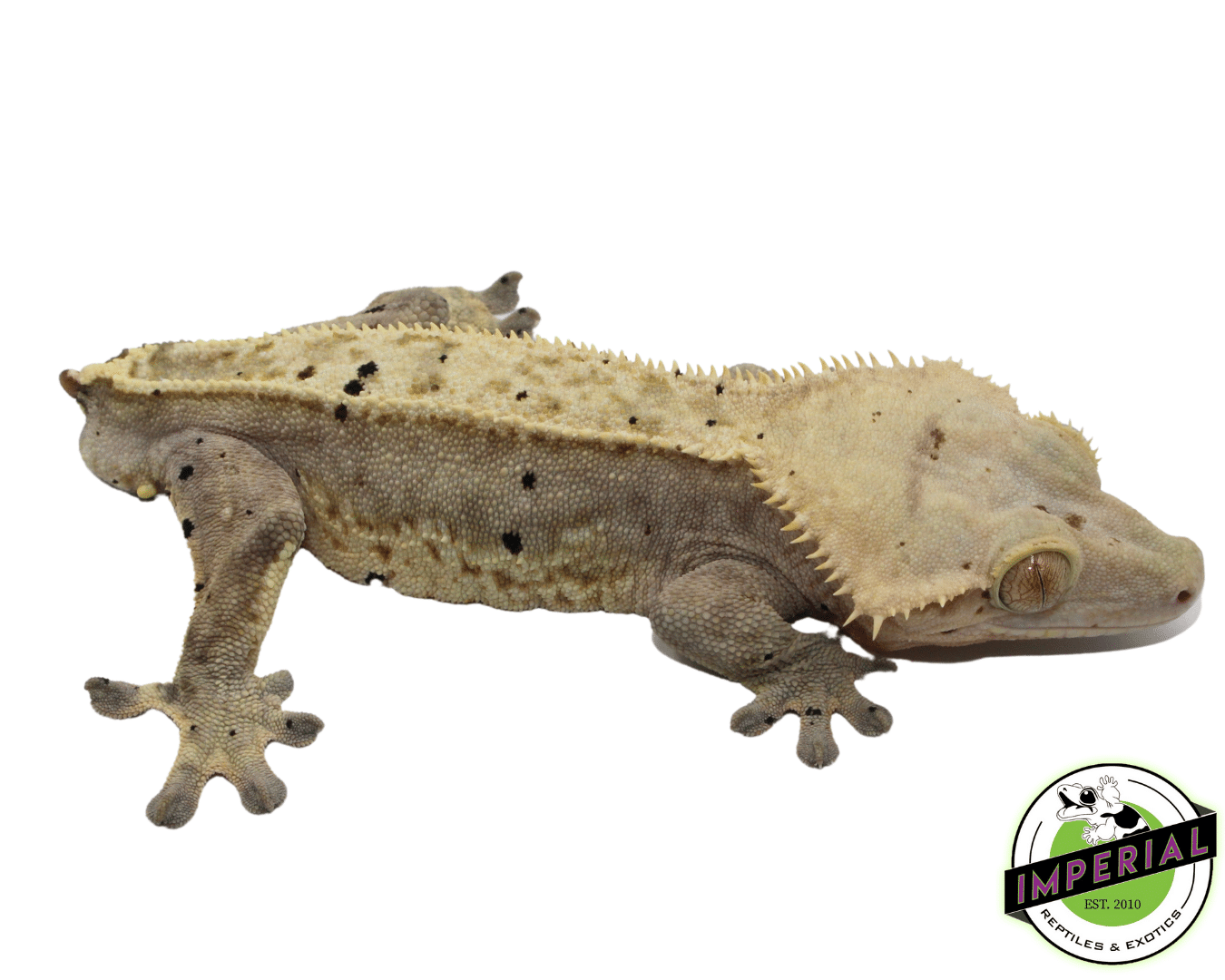 Pinstripe White-Wall Dalmatian Crested Gecko (#101223-I19) — image 2