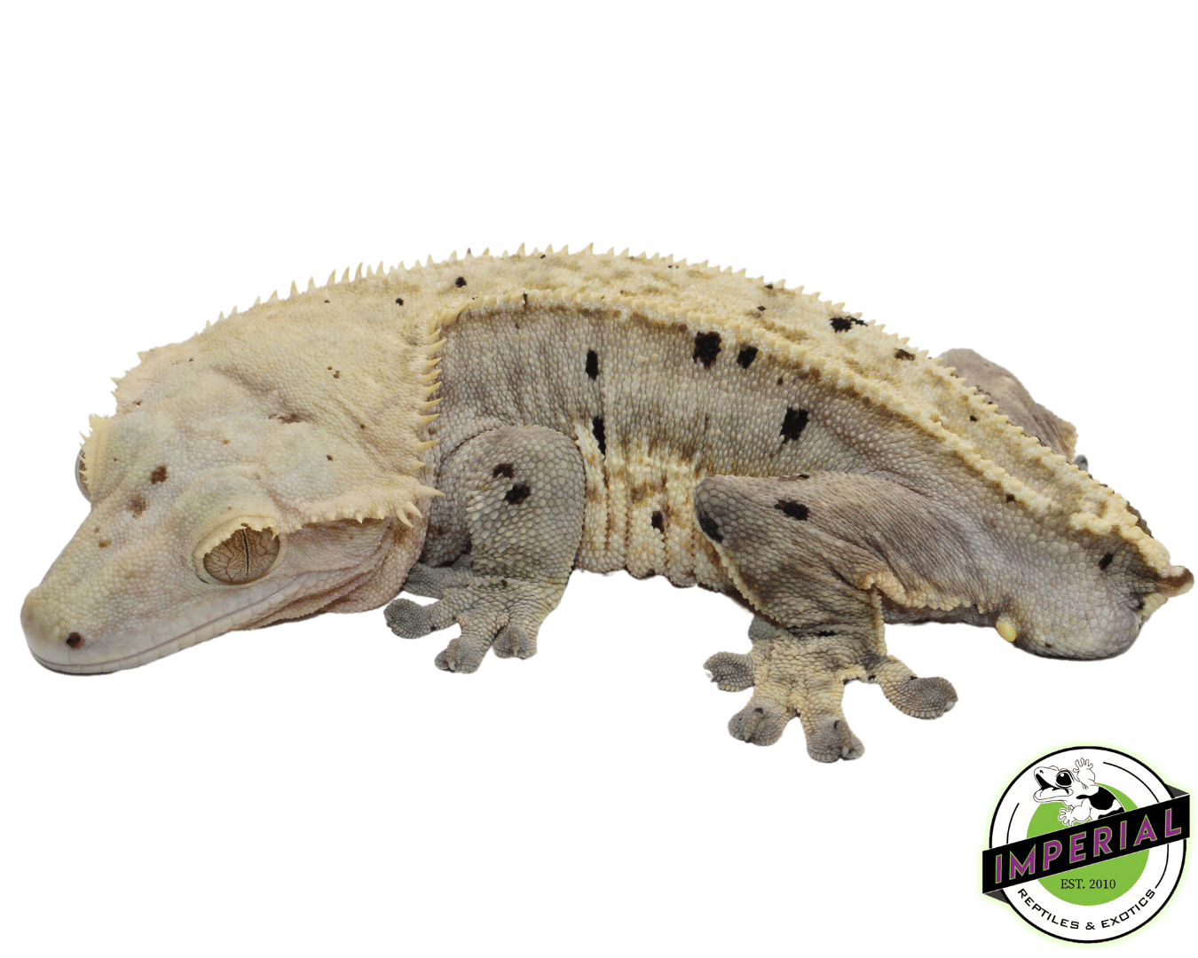 Pinstripe White-Wall Dalmatian Crested Gecko (#101223-I19)