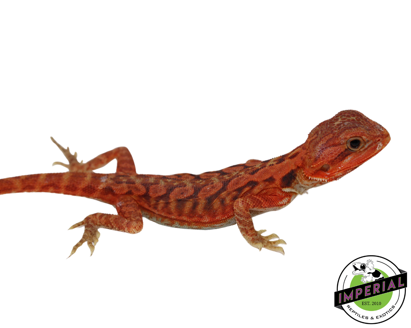 "Poblano" Extreme Red Hypo Translucent Leatherback Bearded Dragon Male (#111424-07) — image 2