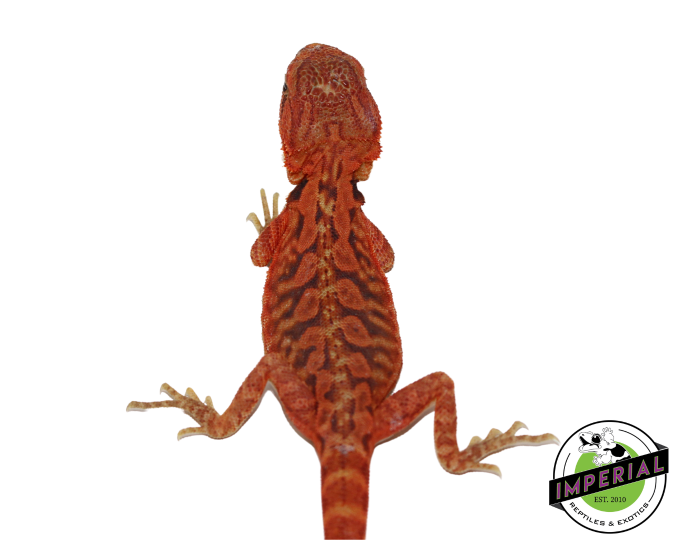 "Poblano" Extreme Red Hypo Translucent Leatherback Bearded Dragon Male (#111424-07) — image 3