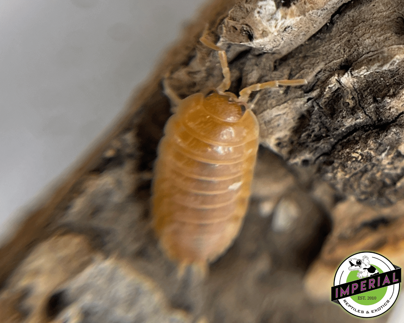 Porcellio laevis "Orange Laevis" Isopods — image 2