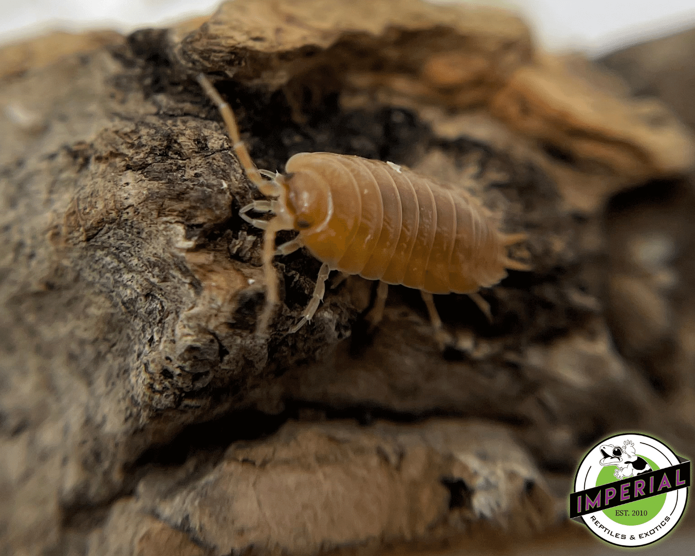 Porcellio laevis "Orange Laevis" Isopods — image 3