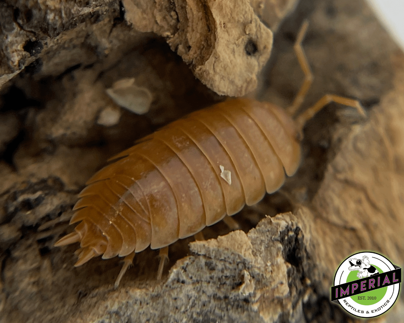 Porcellio laevis "Orange Laevis" Isopods