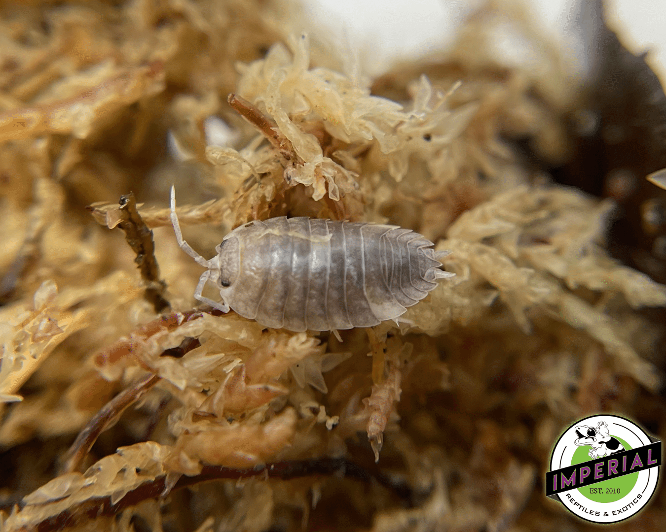 Porcellio scaber "Dalmatian" Isopods (10 ct.)