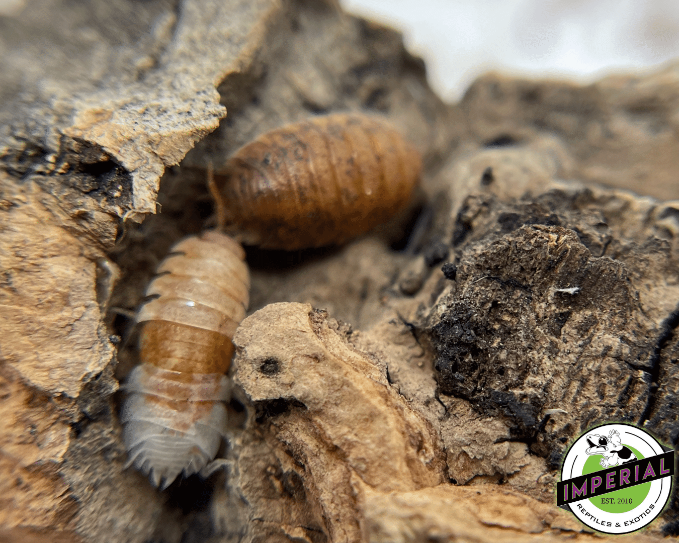Porcellio scaber "Lemonade Scaber" Isopods