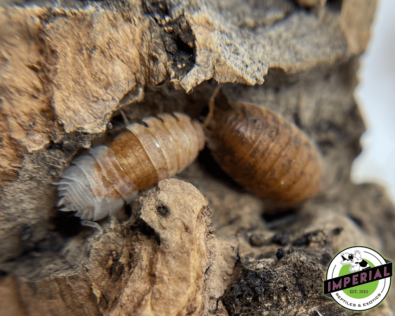 Porcellio scaber "Lemonade Scaber" Isopods — image 2