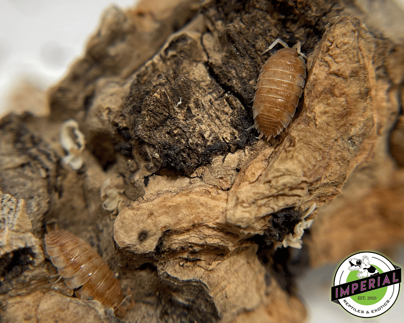 Porcellio scaber "Orange Koi" Isopods