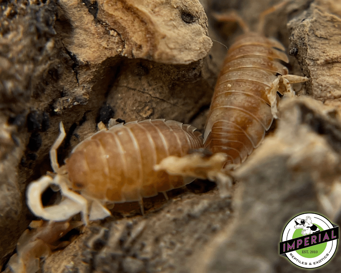 Porcellio scaber "Orange Koi" Isopods — image 2