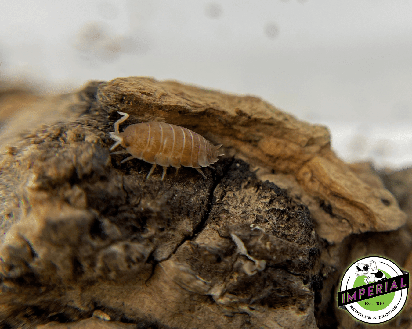 Porcellio scaber "Orange Koi" Isopods — image 3