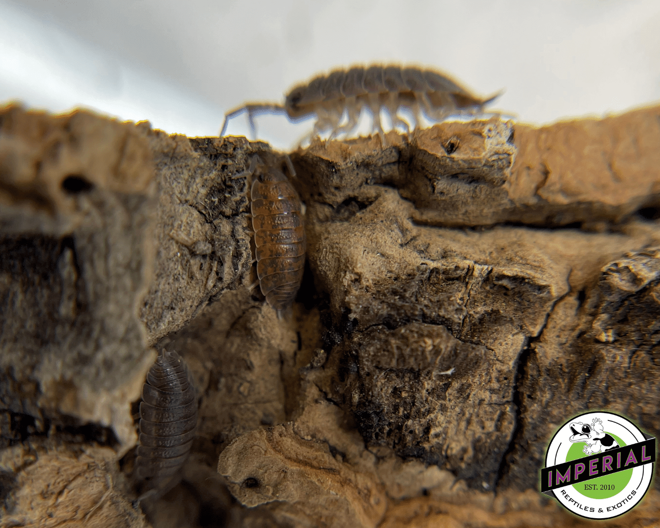 Porcellio scaber "Red Scaber" Isopods — image 2