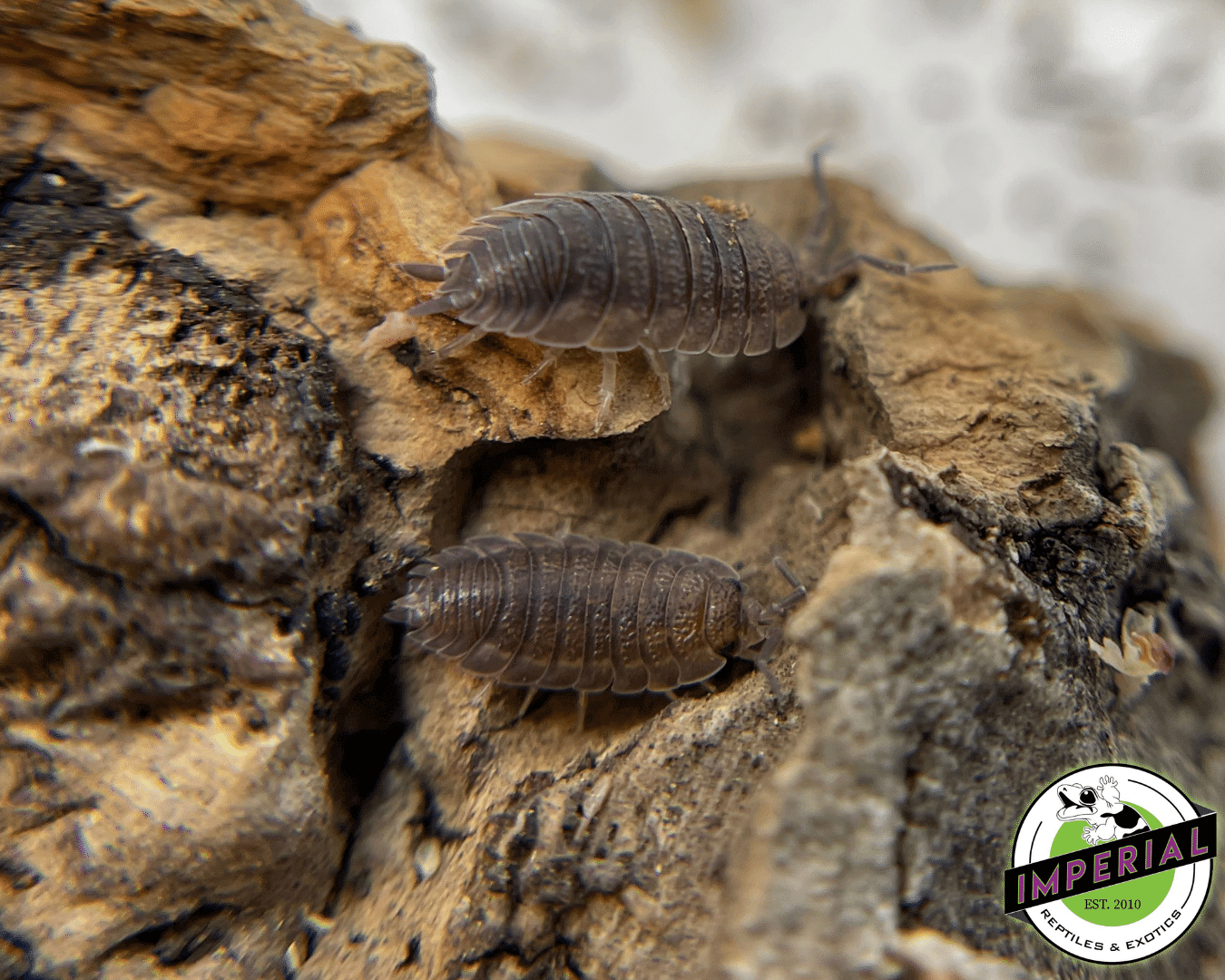 Porcellio scaber "Red Scaber" Isopods