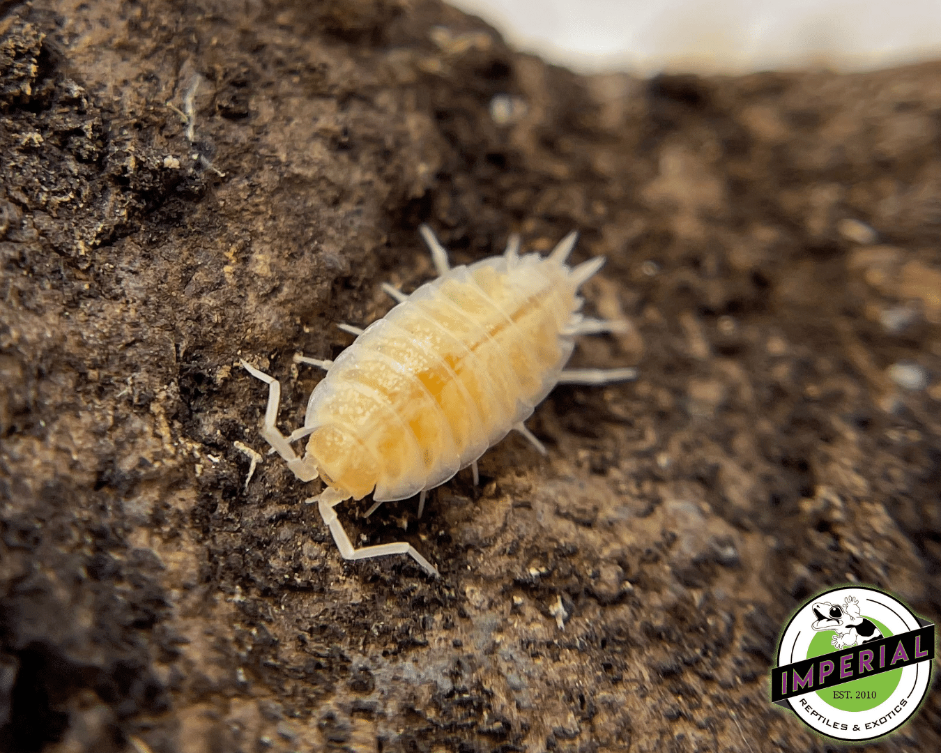 Porcellionides priunosus "Powder Whiteout" Isopods — image 2