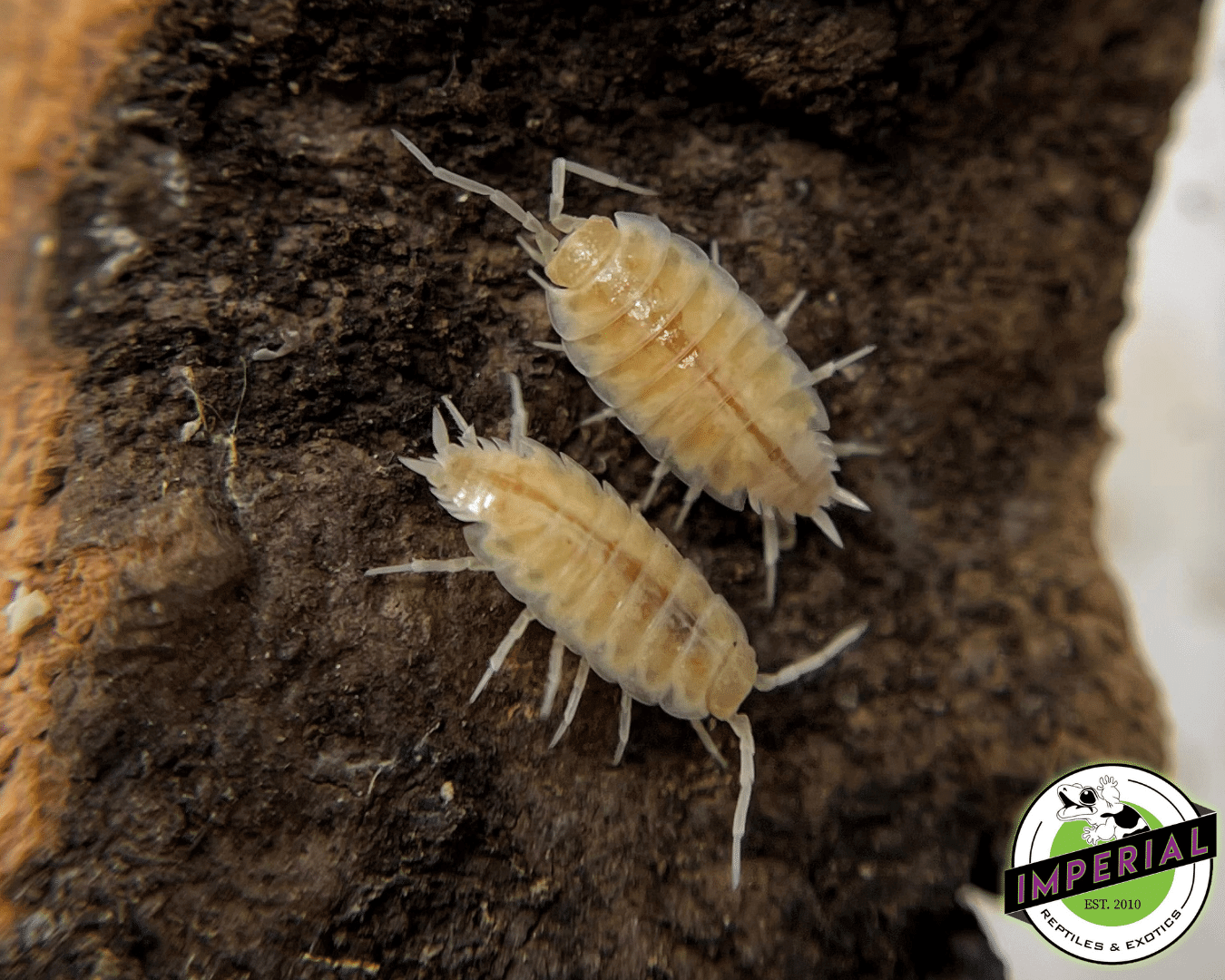Porcellionides priunosus "Powder Whiteout" Isopods