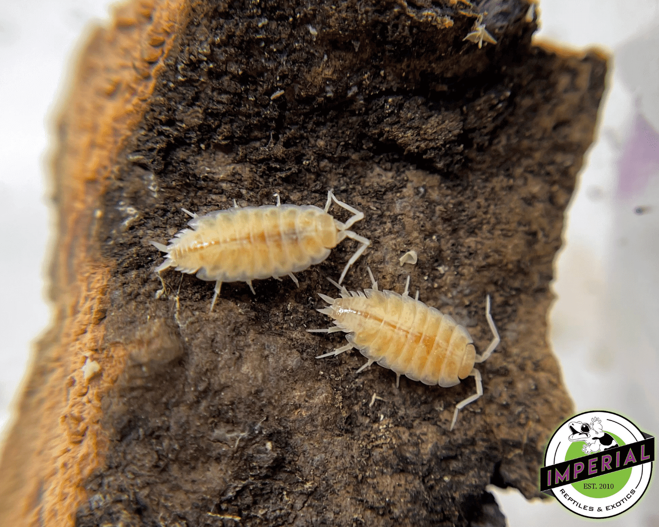 Porcellionides priunosus "Powder Whiteout" Isopods — image 3