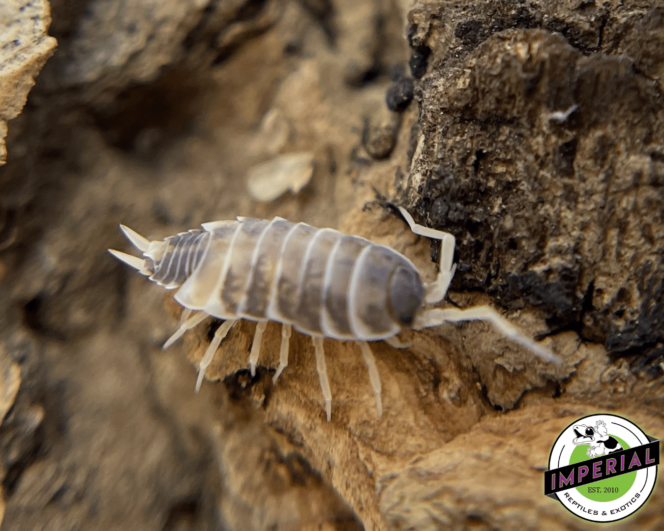 Porcellionides pruinosus "Oreo Crumble" Isopods (10 ct.) — image 3