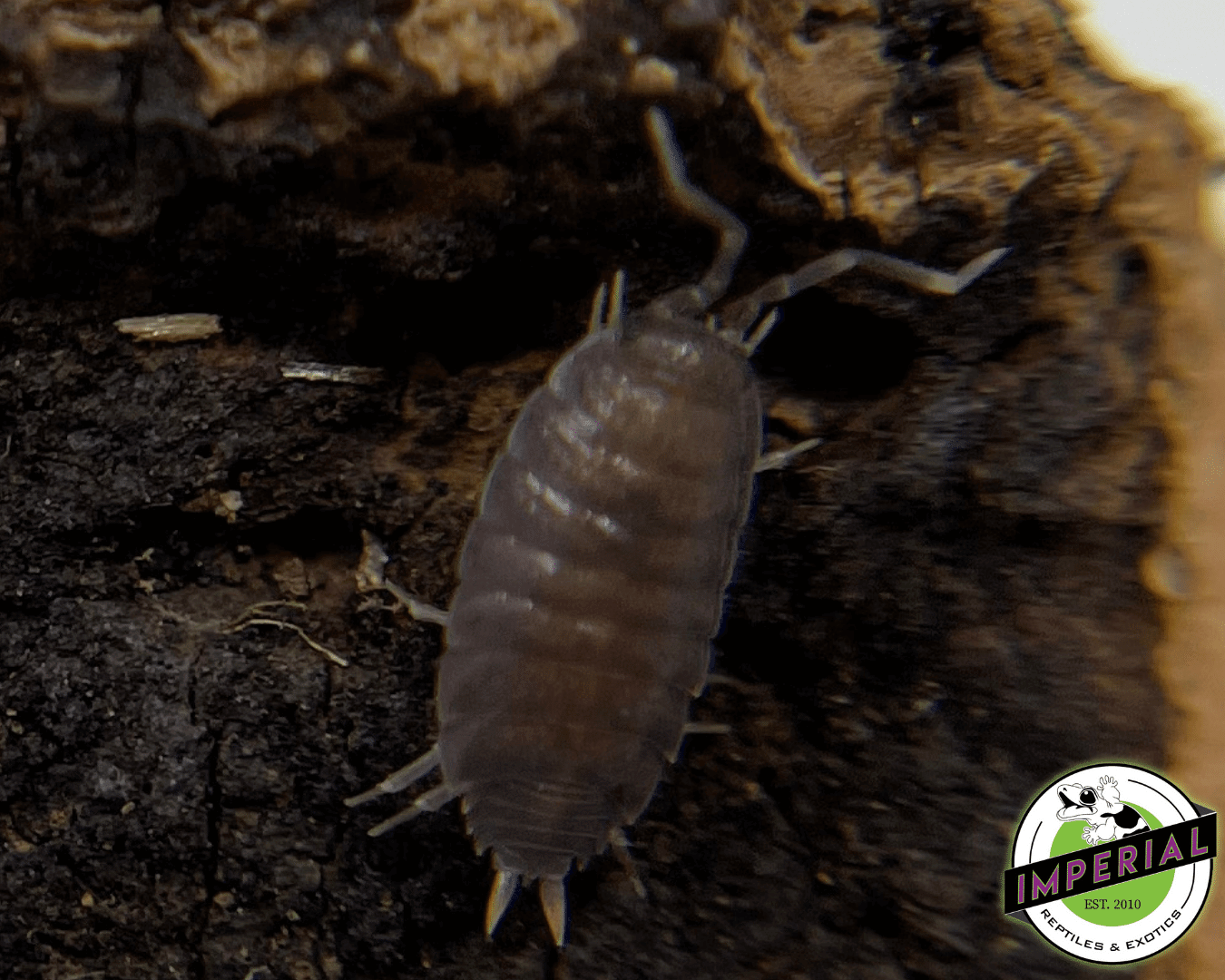 Porcellionides pruinosus "Powder Blue" Isopods (10 ct.)
